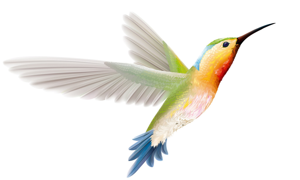 What is Google Hummingbird? Here's what you need to know.